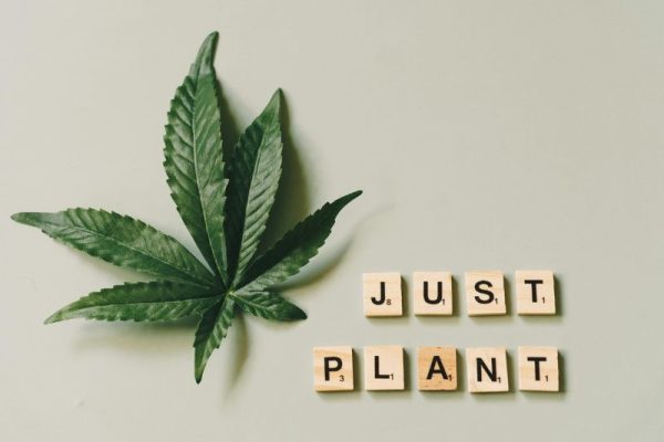 Just Plant Cannabis Just Plant Cannabis