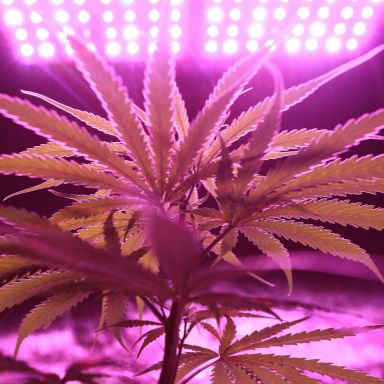 Upgrade your grow